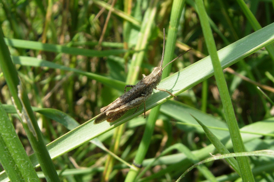 Euchorthippus declivus e Chorthippus parallelus